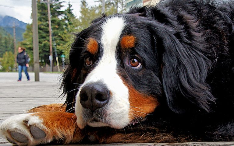 12 things to know about Bernese mountain dogs
